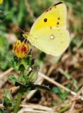 Colias sp.